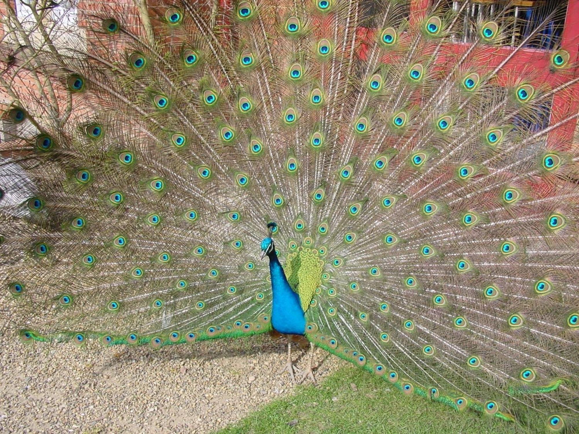 Pendley Manor Hotel Tring Buitenkant foto